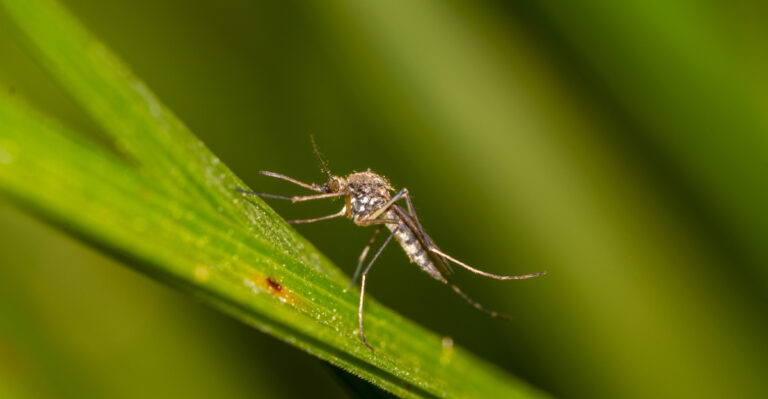 A Texas Porch Plant That Makes Floodwater Mosquitoes Less Welcome