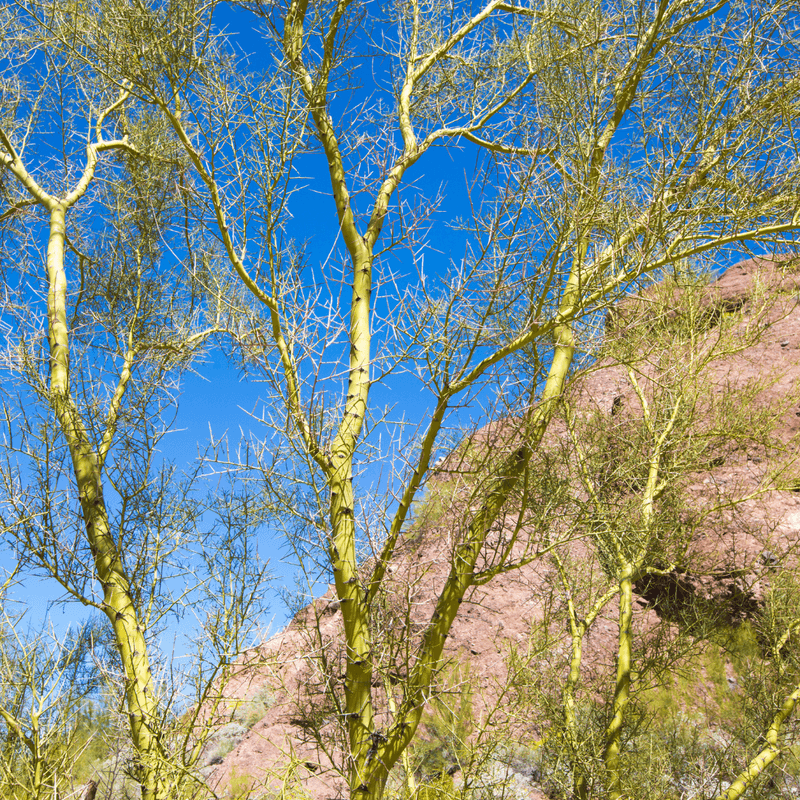A Thinning Canopy That Does Not Refill After Watering Or Rain A Thinning Canopy That Does Not Refill After Watering Or Rain