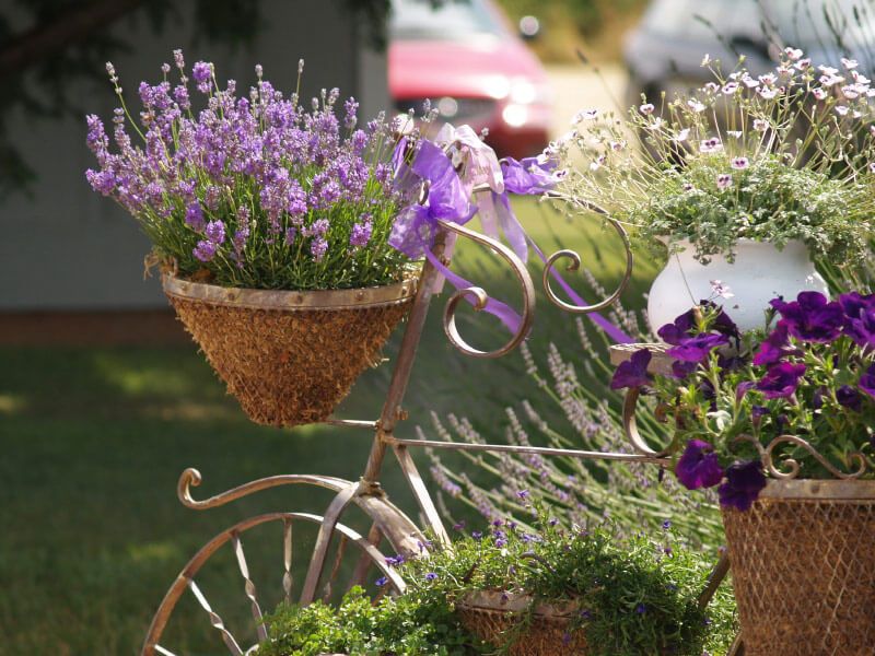 A Tidy Plant For A Fresh Entryway A Tidy Plant For A Fresh Entryway