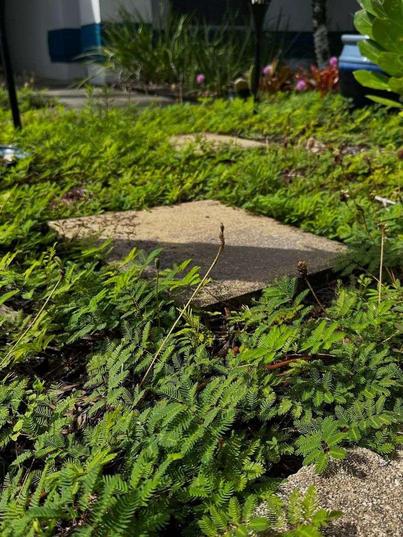A Tidy Side Yard Beats A Struggling Lawn