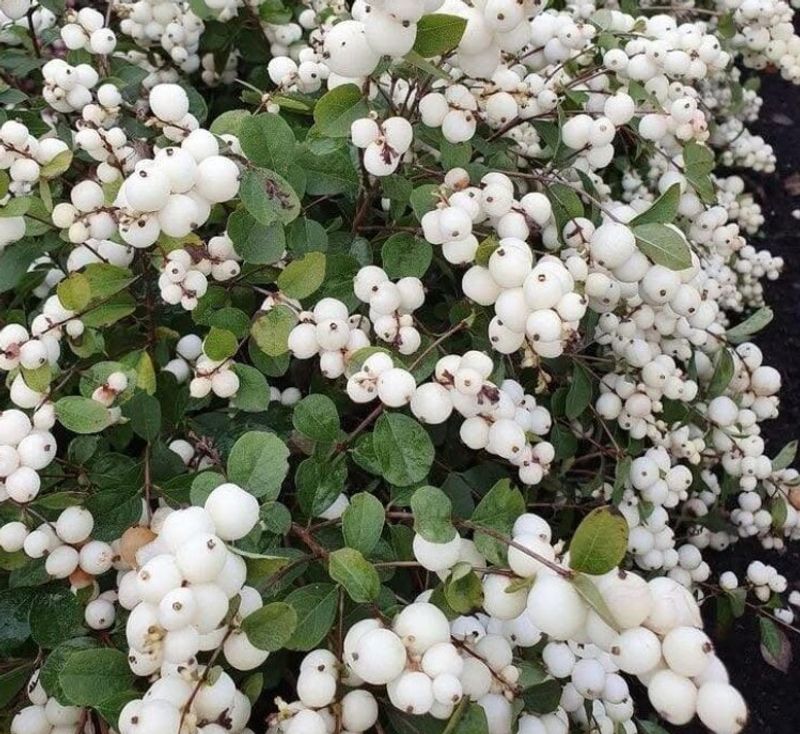 A Tidy Snowberry Hedge Creates Separation