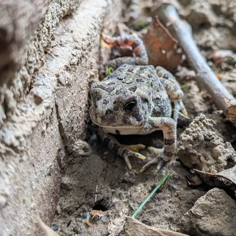 A Toad House Works Best When Left Undisturbed