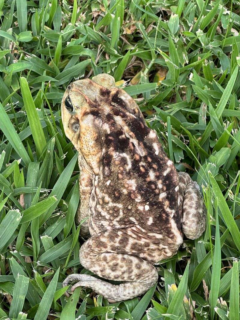A Toad's Skin Absorbs And Stores Moisture