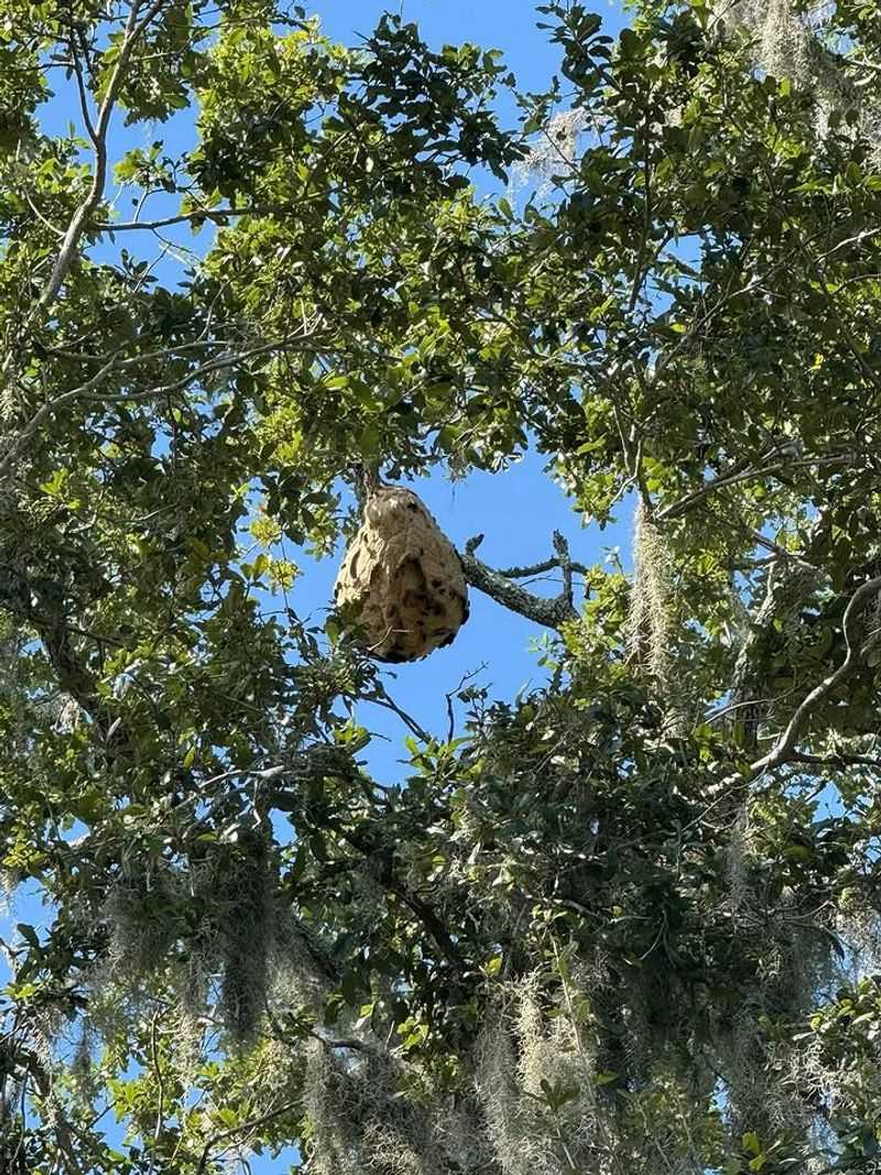 A Tree Nest High Above Low-Traffic Areas May Be Left Alone A Tree Nest High Above Low-Traffic Areas May Be Left Alone