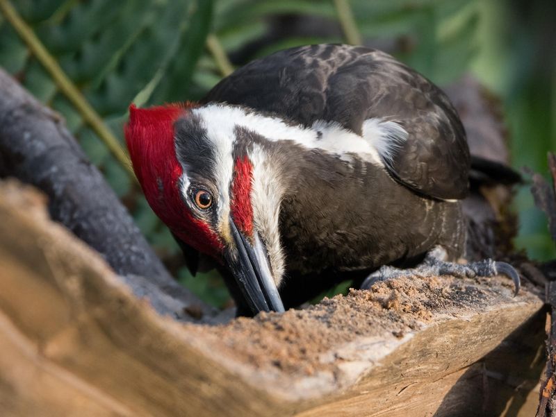 A Visit Can Signal A Healthy Woodland Edge