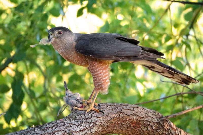A Visit Does Not Confirm a Nest