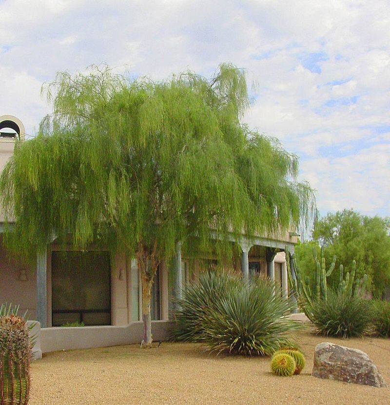 A Water-Wise Choice For Desert Landscapes A Water-Wise Choice For Desert Landscapes