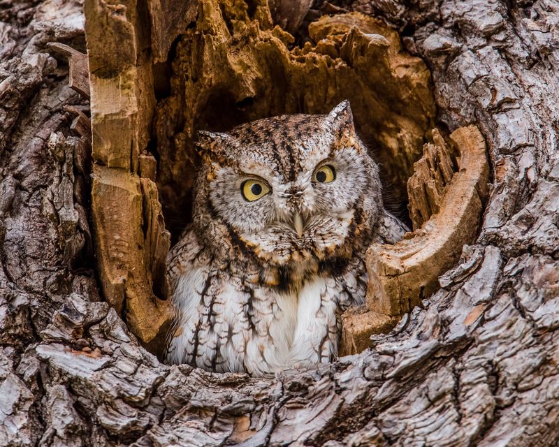 A Whinny Or Trill May Come From An Eastern Screech-Owl