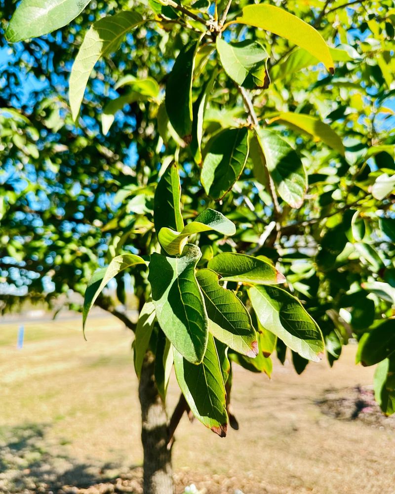 A Wide, Dense Canopy Makes The Biggest Difference In Extreme Heat A Wide, Dense Canopy Makes The Biggest Difference In Extreme Heat