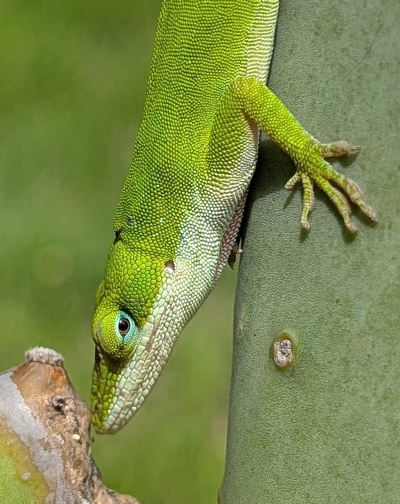 A Yard With Anoles Signals Something Bigger A Yard With Anoles Signals Something Bigger