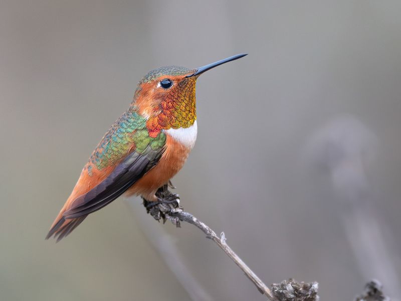 A Young Hummingbird May Be Exploring The Yard