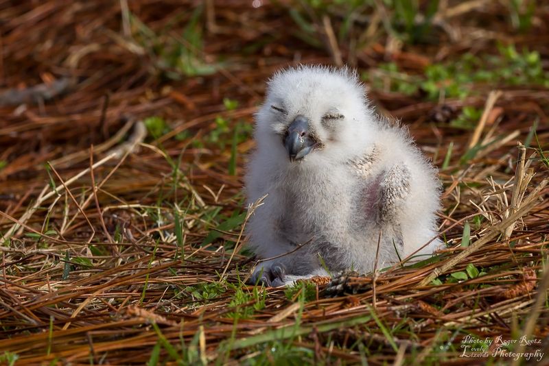 A Young Owl May Be Begging For Food