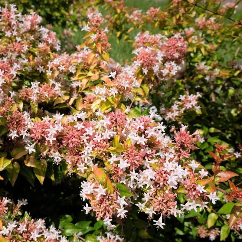 Abelia Abelia