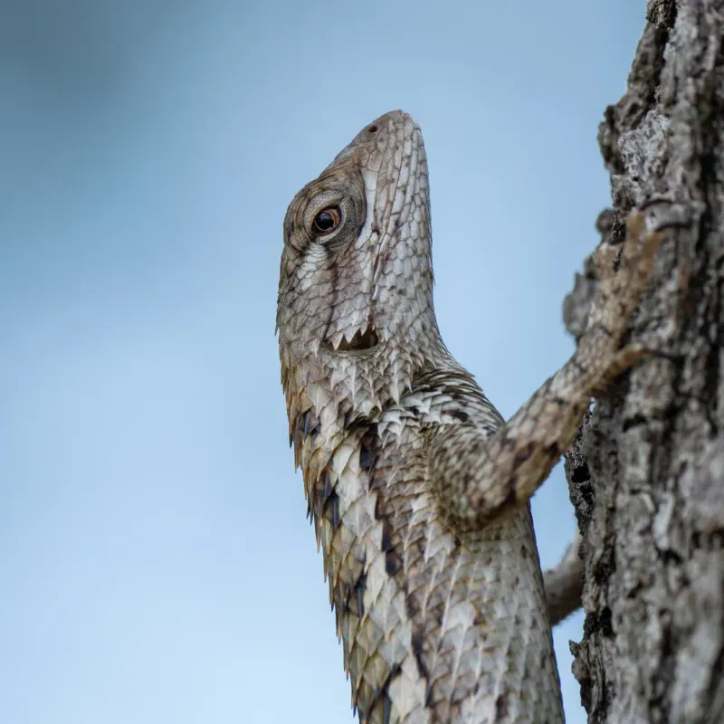 About The Texas Spiny Lizard