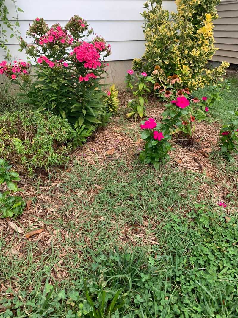 Above-Ground Stolons Grow Faster In Summer Above-Ground Stolons Grow Faster In Summer