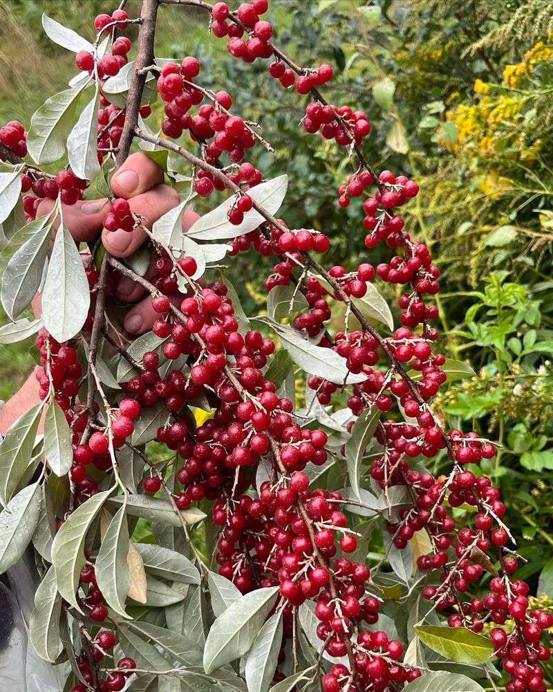 Abundant Fall Berries Create Many New Opportunities Abundant Fall Berries Create Many New Opportunities
