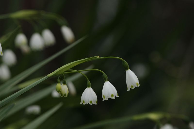 Acis Autumnalis (Autumn Snowflake) Acis Autumnalis (Autumn Snowflake)