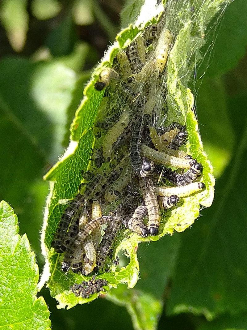 Act Before Larvae Enter The Apples