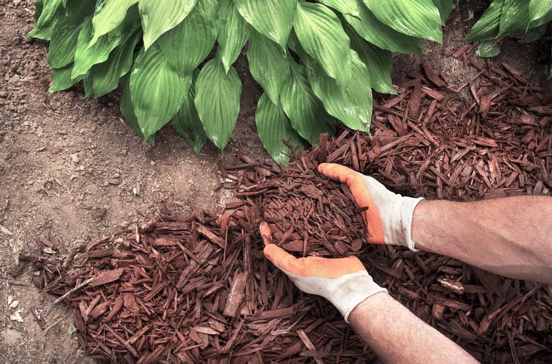 Add A Light Mulch Layer Add A Light Mulch Layer