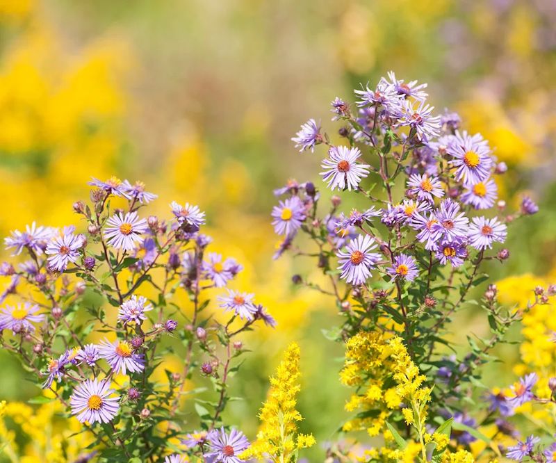 Add Asters For Late Seeds And Firefly Cover Add Asters For Late Seeds And Firefly Cover