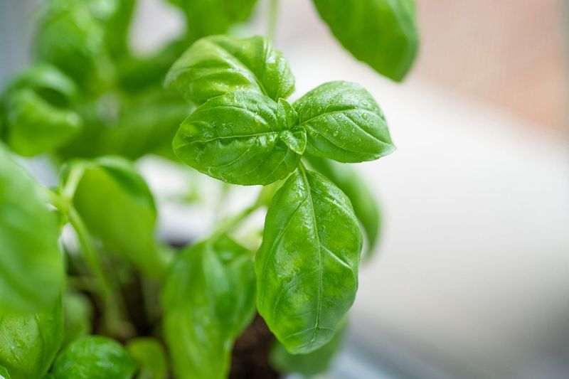 Add Basil Near Railings And Patio Doors