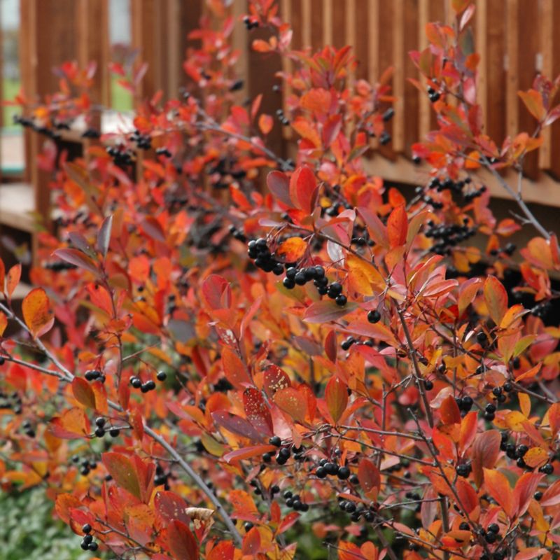 Add Black Chokeberry For Deep Red Fall Foliage Add Black Chokeberry For Deep Red Fall Foliage