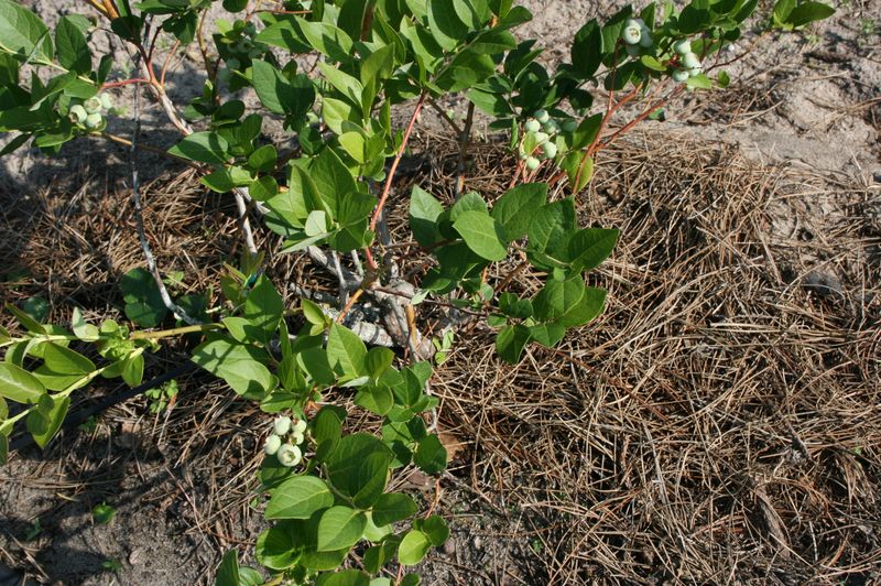 Add Fresh Pine Bark Mulch