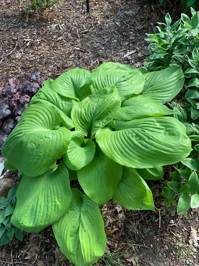 Add Hostas Where Shade Takes Over