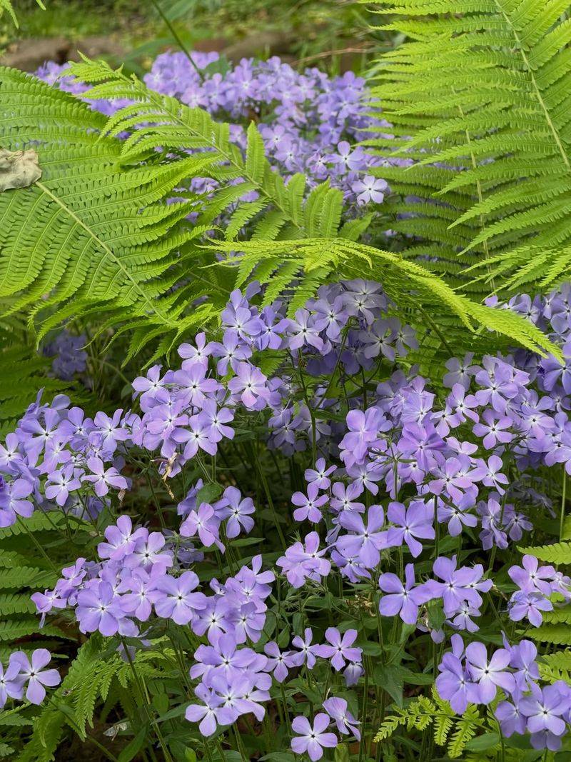 Add Leaf Mulch To Hold Moisture