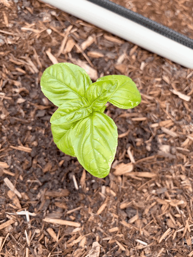 Add Mulch To Keep Roots Cooler