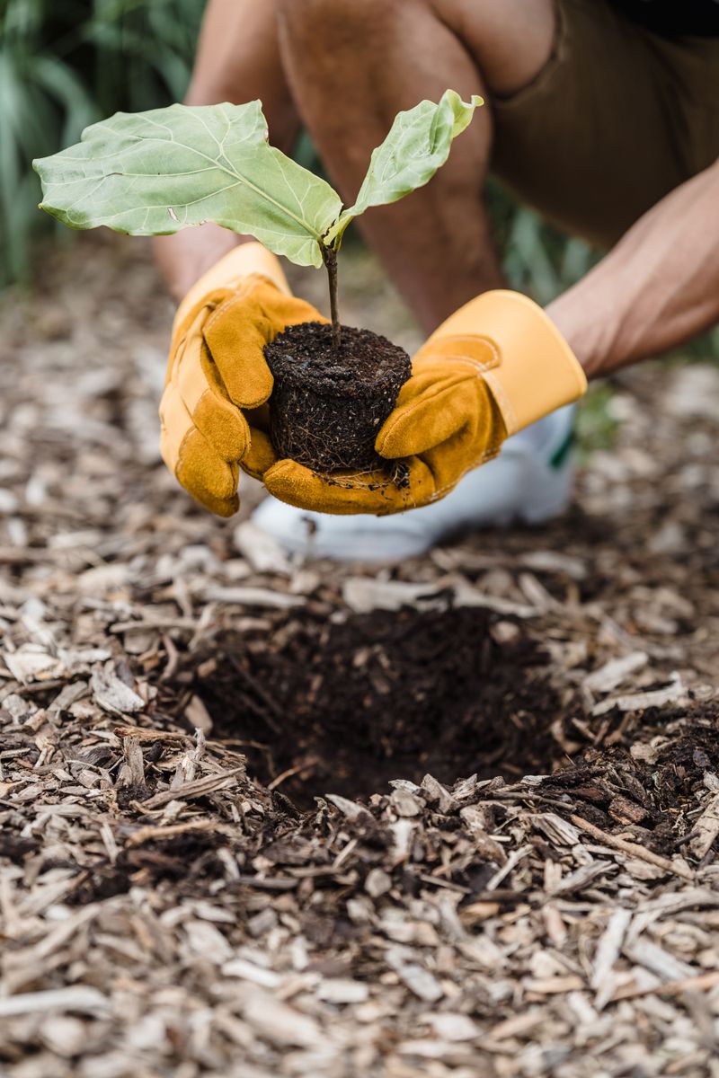 Add Mulch To Protect Roots Add Mulch To Protect Roots