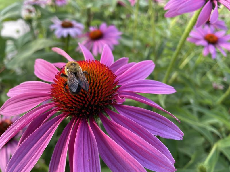 Add Native Plants Near Vegetables Add Native Plants Near Vegetables