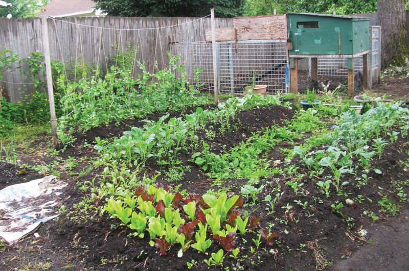 Add Nitrogen Only Where Leafy Crops Need It Add Nitrogen Only Where Leafy Crops Need It