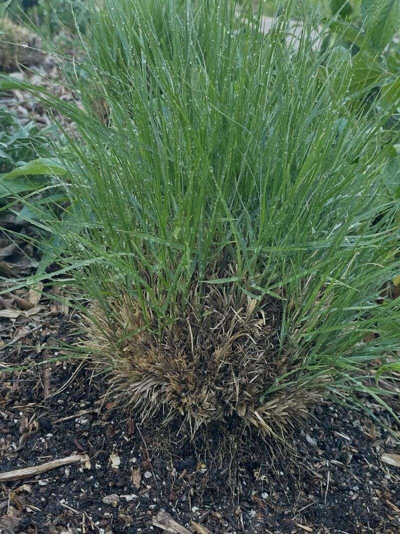 Add Prairie Dropseed For A Tidy Expanding Clump Add Prairie Dropseed For A Tidy Expanding Clump