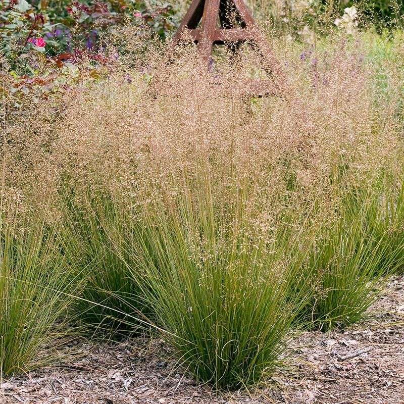 Add Prairie Dropseed For Soft Sun Loving Texture