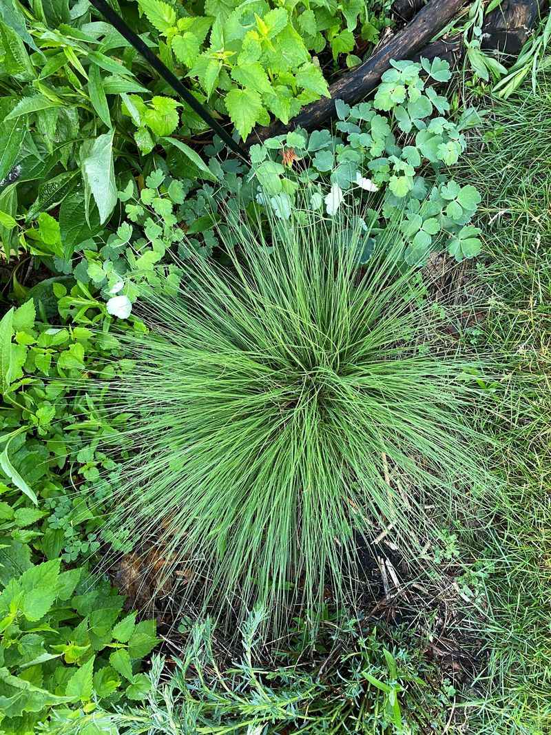 Add Prairie Dropseed