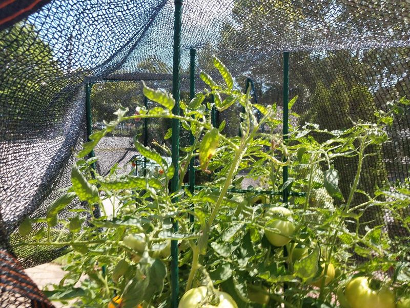 Add Shade Cloth During Peak Hours Add Shade Cloth During Peak Hours