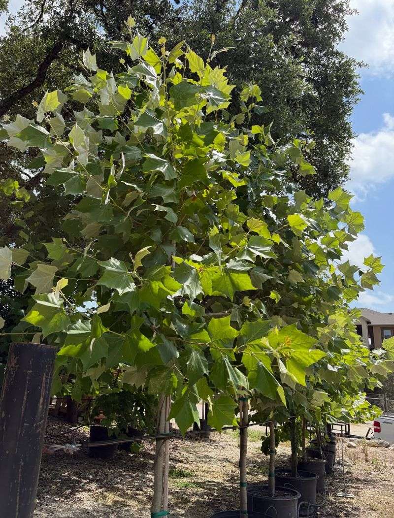 Add Shade To Your Yard Add Shade To Your Yard