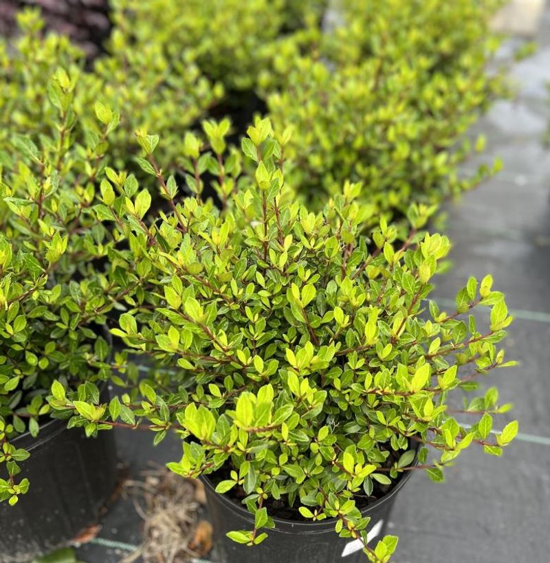 Add Shrubs That Screen Heat And Noise