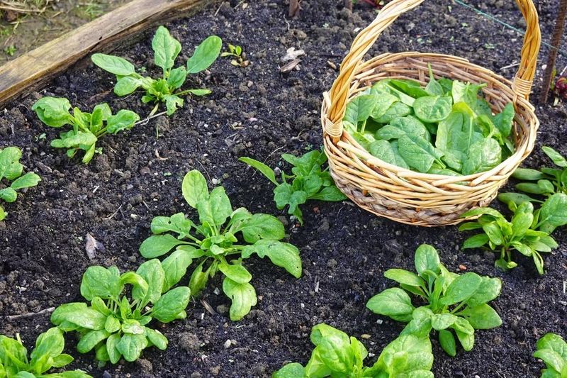 Add Spinach For A Cooler Fall Harvest