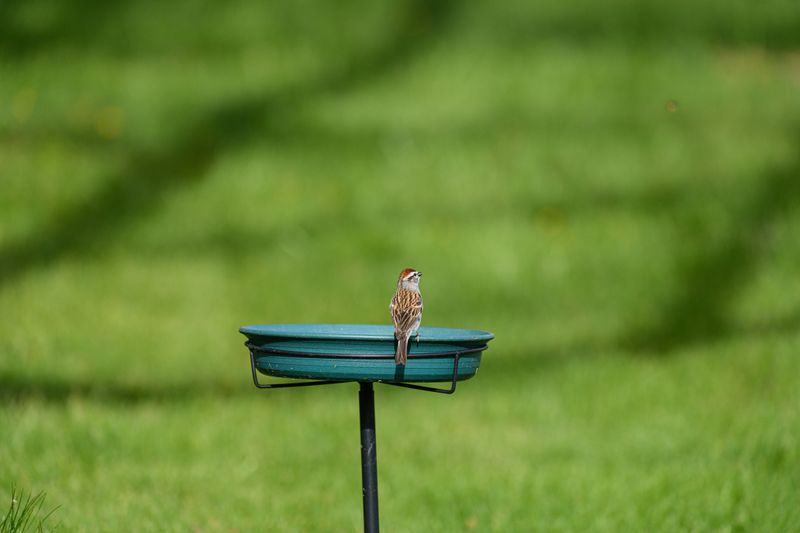 Adding A Shallow Birdbath Nearby