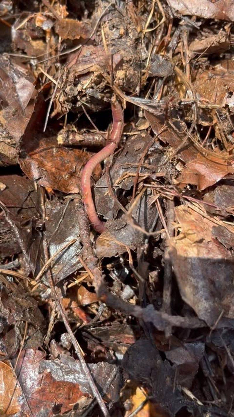Adding Organic Matter Like Compost Or Coffee Grounds Adding Organic Matter Like Compost Or Coffee Grounds