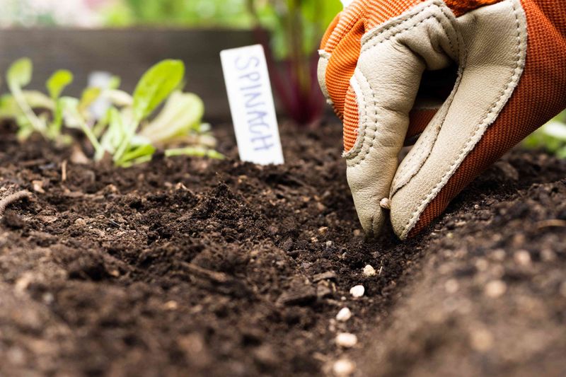 Adjust Direct Sowing For Pittsburgh Timing Adjust Direct Sowing For Pittsburgh Timing