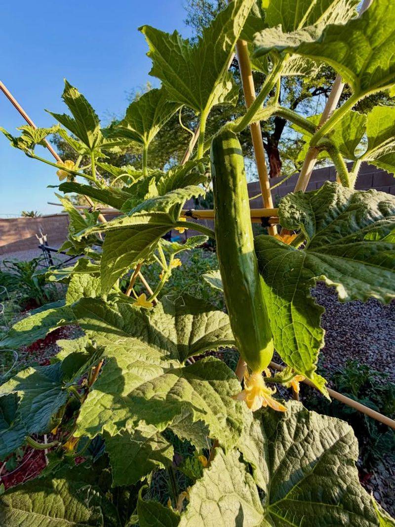 Adjust Timing After Rain Heat And Fruit Growth Adjust Timing After Rain Heat And Fruit Growth