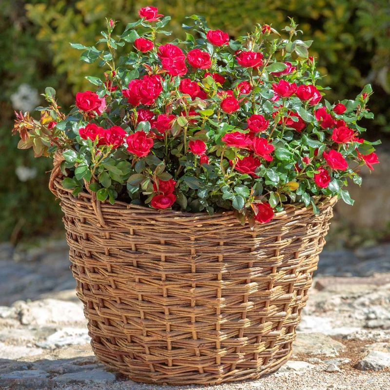 Adjust the Method for Containers and New Plantings Adjust the Method for Containers and New Plantings