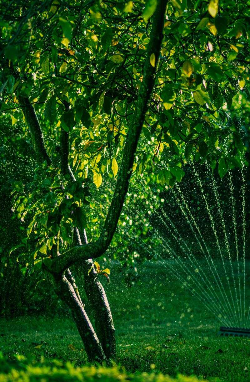Adjusting Your Watering Routine During A Heat Warning