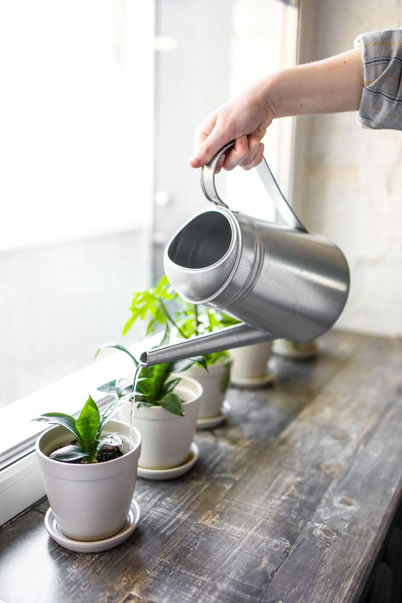 Adjusting Your Watering Routine For Different Plant Types