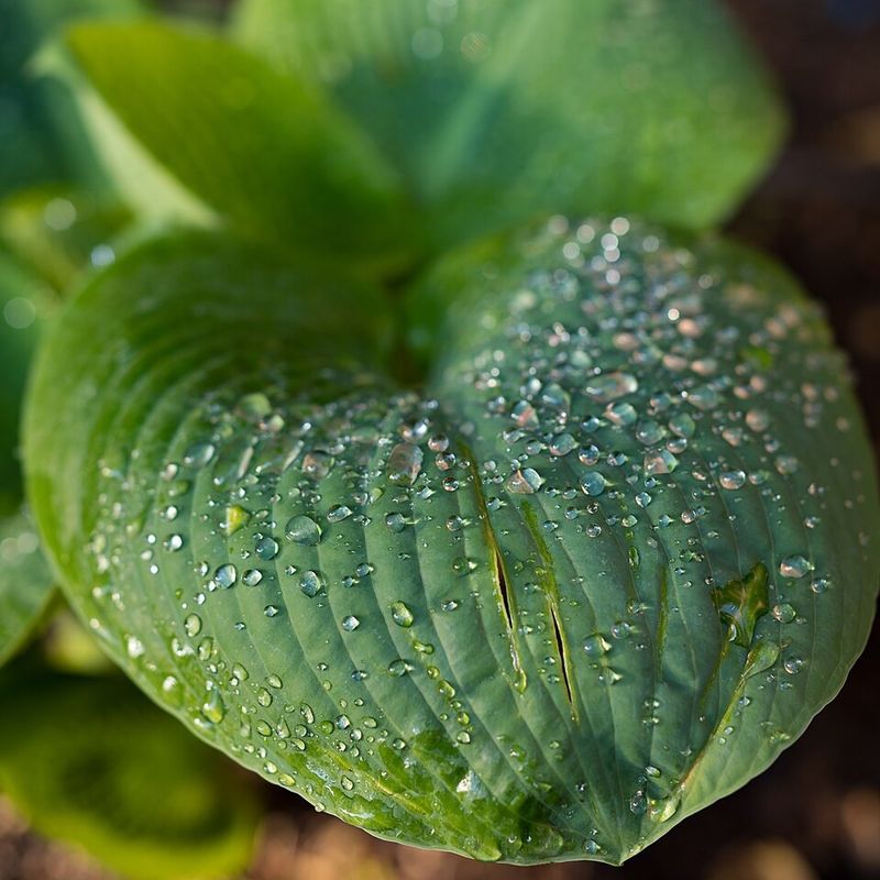 Adjusting Your Watering Routine To Stop The Damage