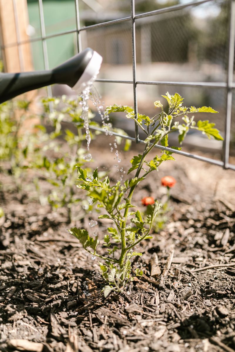 Adjusting Your Watering Schedule Is The Key Habit Adjusting Your Watering Schedule Is The Key Habit