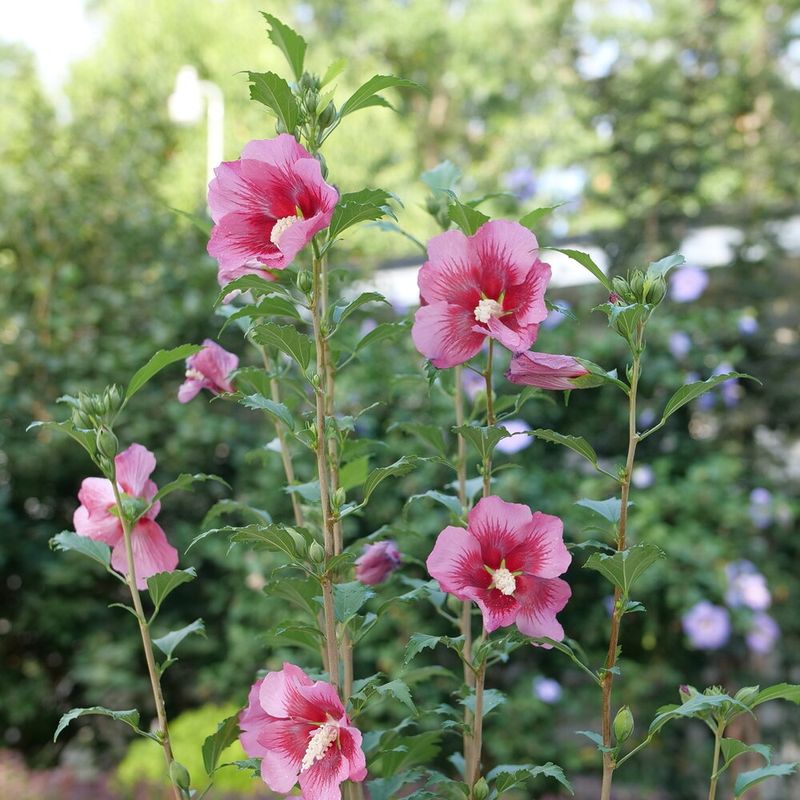 Admit The Flowers Are Pretty But Not Native